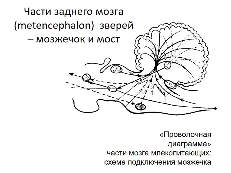 Части заднего мозга (metencephalon)  зверей – мозжечок и мост    «Проволочная